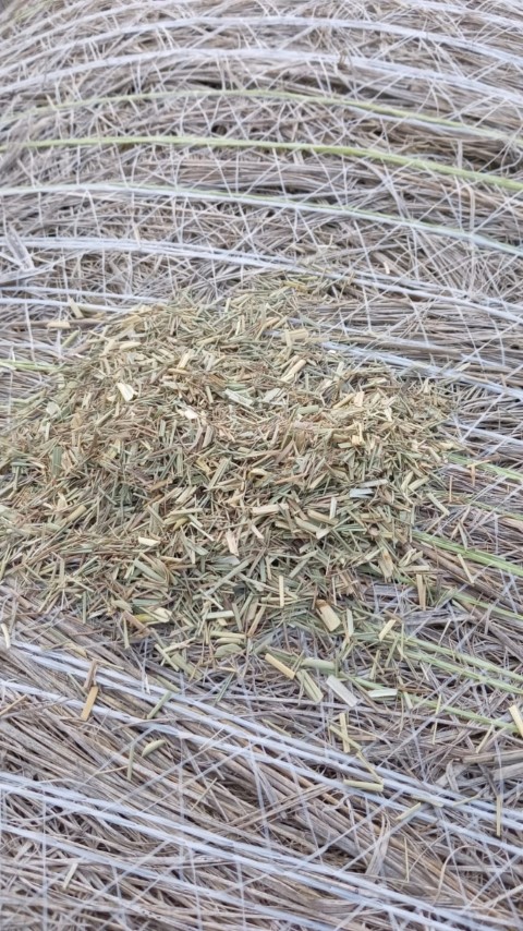 Eragrostis A-Grade 1.2m rolls